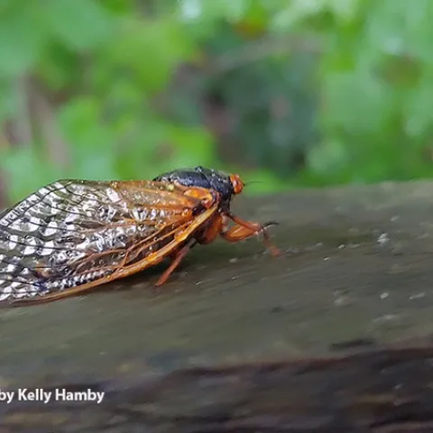 This close-up image of a Brood X cicada is from the Horsepen Branch Park, Bowie, MD. (Photo by Kelly Hamby)