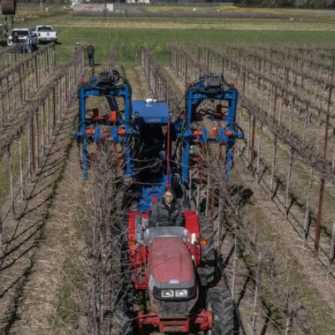 Grape growers can save between 60% to 80% of labor operation costs per acre by using mechanical pruning instead of hand pruning alone. Photo by Hector Amezcua, UC Davis