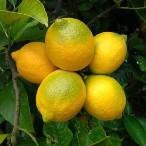 lemons