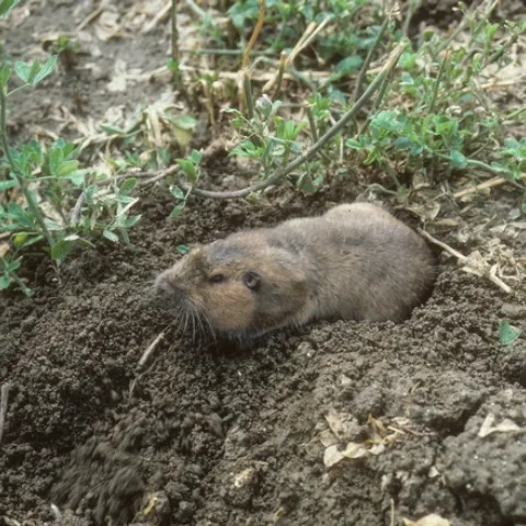 A pocket gopher pokes its head and most of its body out of a burrow in loose, damp soil next to a drip irrigation line in a crop row.