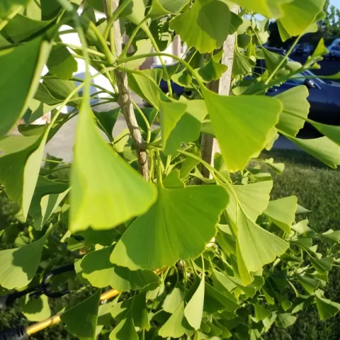 ginkgo