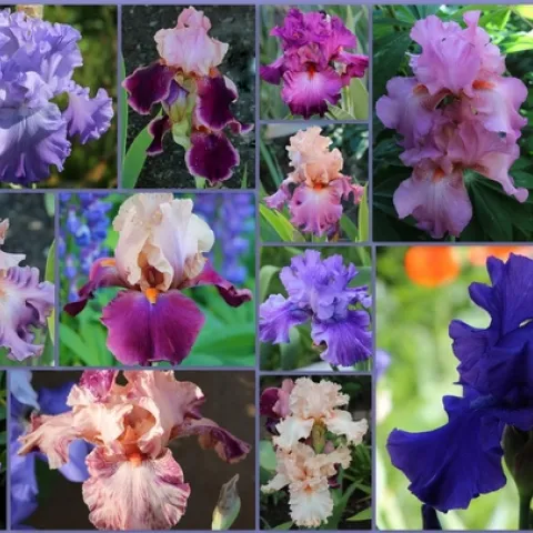 Bearded iris come in dozens of colors! (susannespicker.blogspot.com)