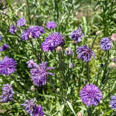 Wilted purple bachelor button flowers in a garden.