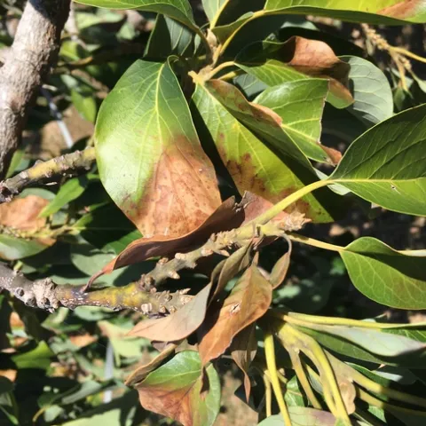 avocado aspyhxiation