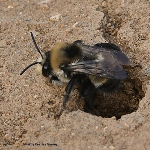 Close-up of a digger bee, Anthophora bomboides stanfordiana, on a sand cliff at Bodega Head, Sonoma County. (Photo by Kathy Keatley Garvey)