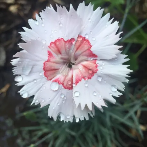Dianthus 'Georgia Peach' photo by Jennifer Baumbach
