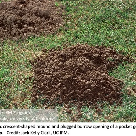 gopher Crescent-shaped mound and plugged burrow opening of a pocket gopher