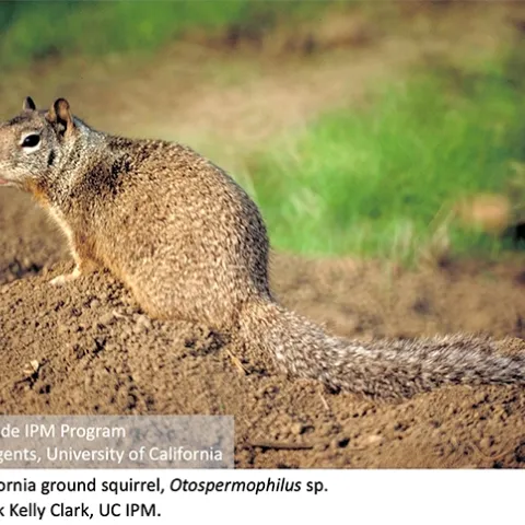 Adult California Ground Squirrel