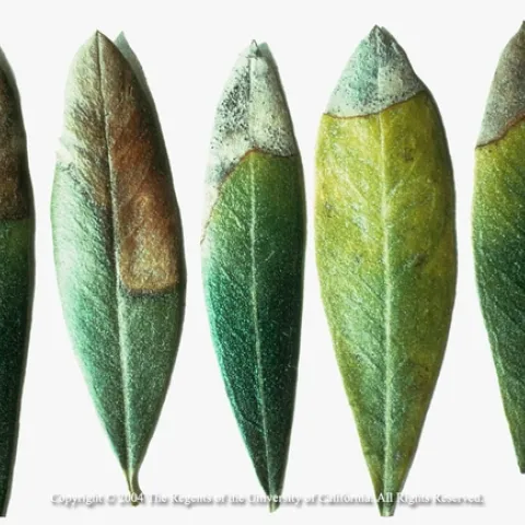 Potassium deficiency in olive leaves, UC Regents