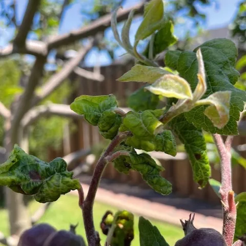 Leaf curled due to aphids