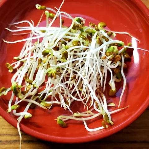 Day 4 - Ready to Eat - Tasty Broccoli Sprouts.