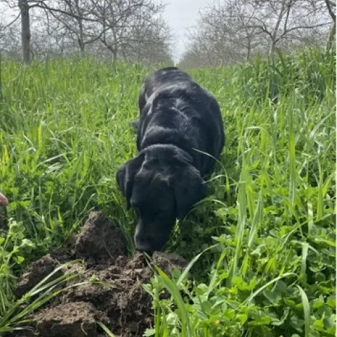 Unruh walnut orchard and cover crops in March, 2021