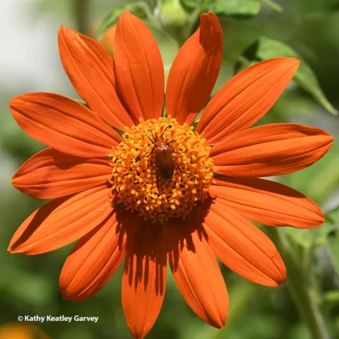 The blister beetle is both a pollinator and a pest. It is a pest of alfalfa and is toxic to livestock, especially horses. This one is foraging on a Mexican sunflower (Tithonia rotundifola) in Vacaville. (Photo by Kathy Keatley Garvey)