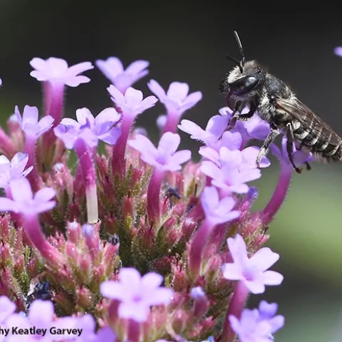 A leafcutter bee (family Megachilidae) foraging on Verbena in Vacaville, Calif. (Photo by Kathy Keatley Garvey)