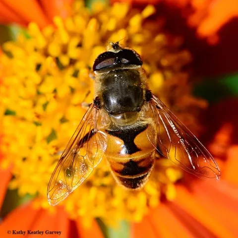 This drone fly (Eristalis tenax) is often mistaken for a honey bee. (Photo by Kathy Keatley Garvey)