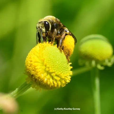 A female long-horned bee, Svastra obliqua expurgata, foraging on sneezeweed at the UC Davis Arboretum and Public Garden. (Photo by Kathy Keatley Garvey)