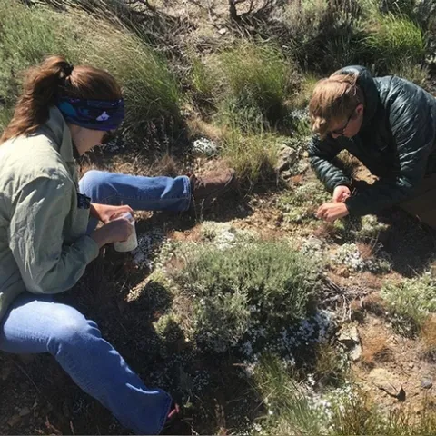 In this image, Jacob “Jake” Francis and Sage Kruleski, an undergraduate researcher from the University of Nevada, Reno, are sampling nectar and pollen rewards from phlox on Peavine Mountain, northwest of Reno.