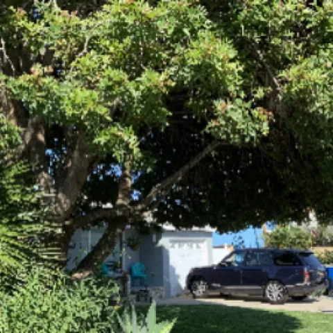 trees shade and conserve energy