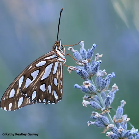 It's early morning, and a newly eclosed Gulf Fritillary, Agraulis vanillae, perches on lavender in Vacaville, Calif. (Photo by Kathy Keatley Garvey)