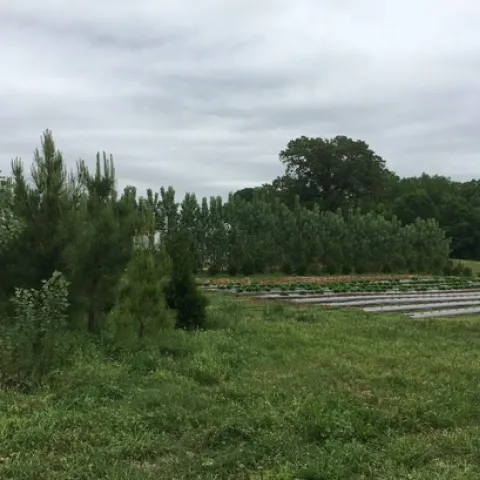 Vegetation barrier2 (1)