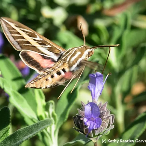 A brown moth with white and pink lined wings sips nectar from a purple salvia flower.