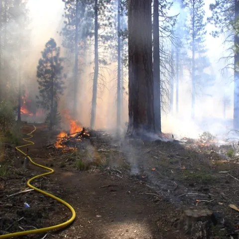 A low severity prescribed fire consumes understory plants and branches on the forest floor, but leaves the mature trees intact. (Photo: Susie Kocher)