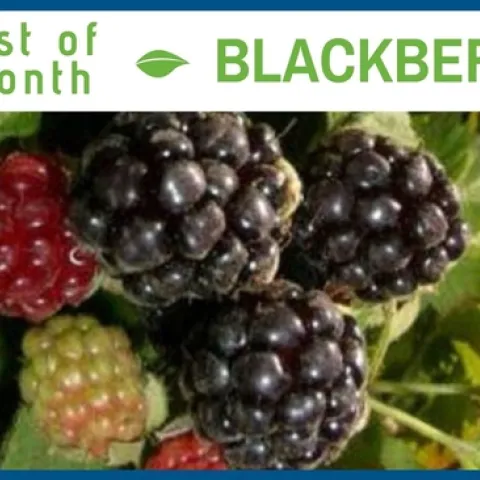 Blackberries July