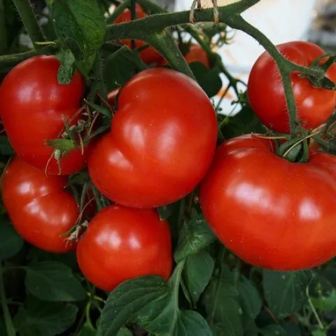 “Early Girl” Tomatoes