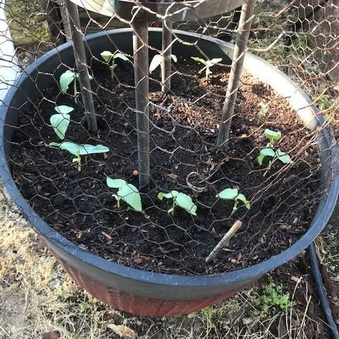 Bird “netting” over bean seedlings made with repurposed chicken wire