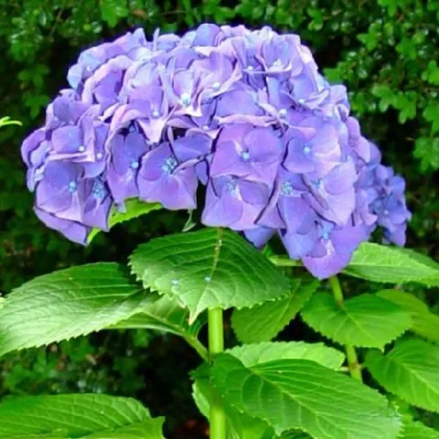 Mophead Hydrangea