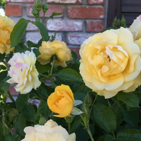 Julia Childs rose, a 2006 AARS winner