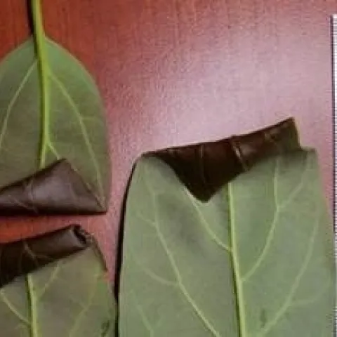 leaf roller avocado