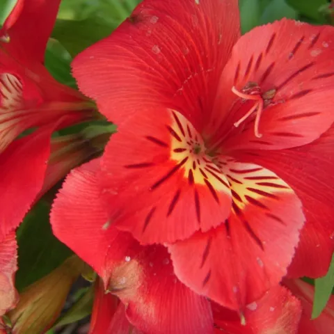 photos by Launa Herrmann