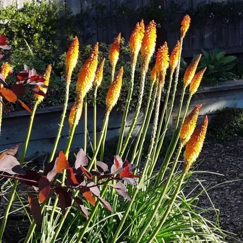 Kniphofia uvaria full sun