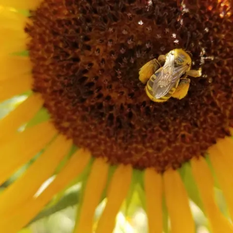 Svastra sunflower bee, Jeanette Alosi