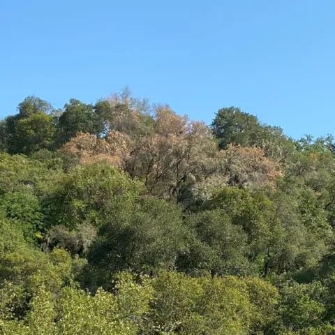 An interior live oak that recently died - MJones