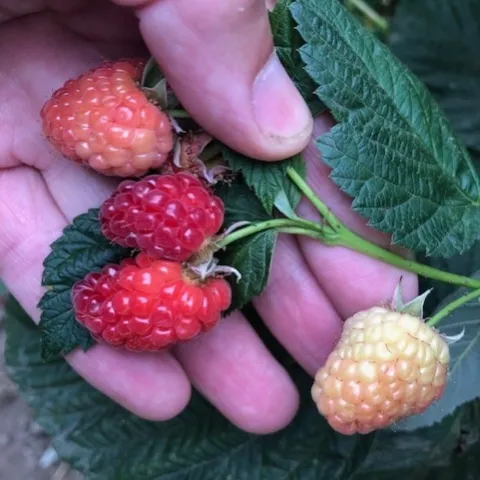 Split raspberry fruit with unsplit, less mature fruits.