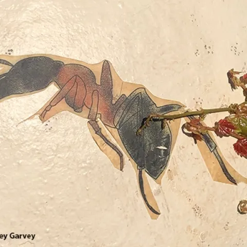 Street art usually focuses on such insects as bees, butterflies and dragonflies, but at Vacaville's Ulatis Creek Park, someone affixed this carpenter ant. (Photo by Kathy Keatley Garvey)