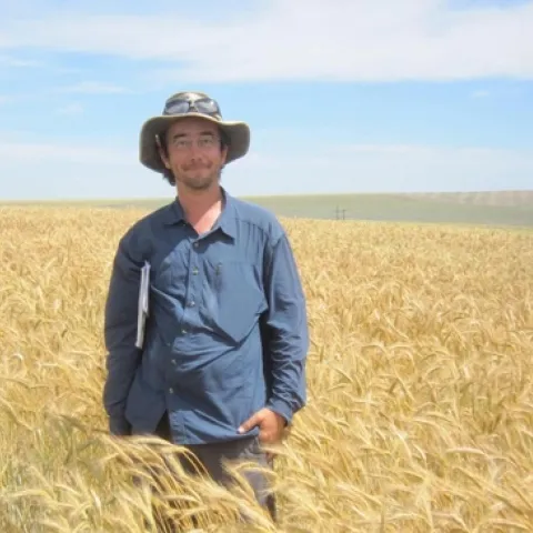 Josh Hegarty, a postdoctoral researcher in the Dubcovsky Lab in the Department of Plant Sciences at UC Davis, stands in a triticale field. Hegarty will develop two-to-three new cultivars of the small grain to be grown as forage in the Central Valley of California and the Pacific Northwest.