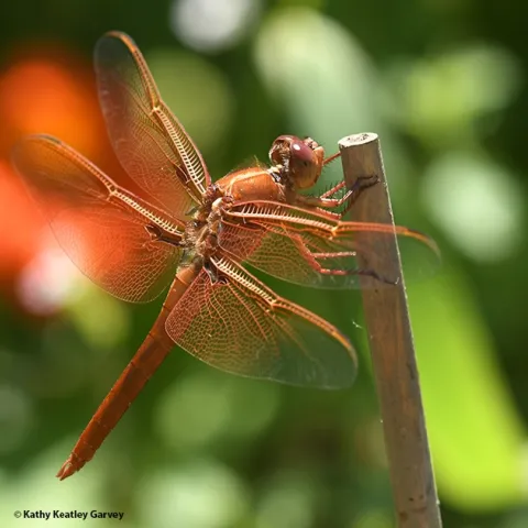 A male flameskimmer, Libellula saturata, perches on a bamboo stake in a Vacaville garden. In back is a Mexican sunflower, Tithonia rotundifola. (Photo by Kathy Keatley Garvey)