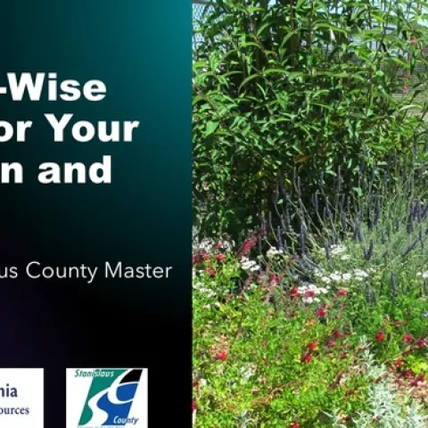 Water-Wise Tips for Your Garden and Home thumbnail