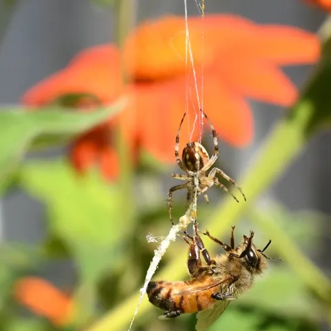 An orbweaver snares a honey bee in its sticky web in a patch of Mexican sunflowers, Tithonia rotundifola, in Vacaville, Calif. (Photo by Kathy Keatley Garvey)