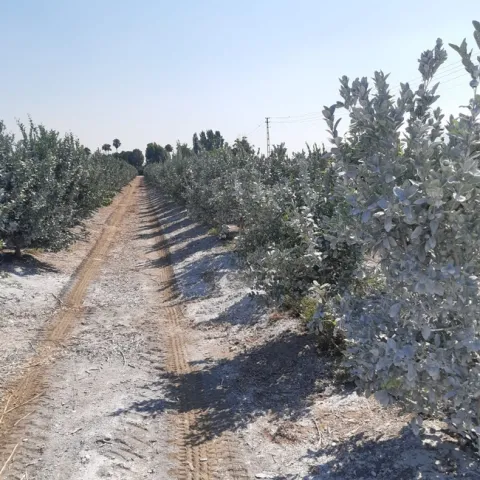 citrus lime sunblock