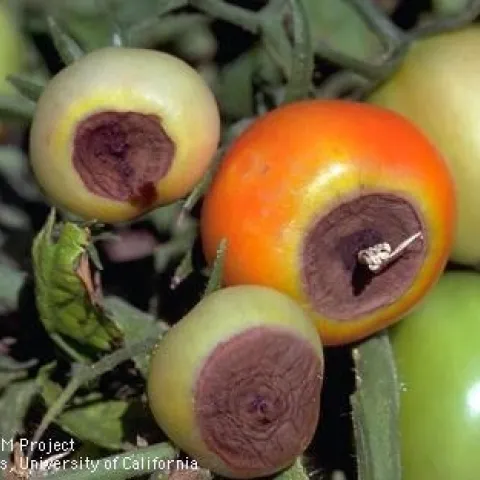 Red and green tomatoes showing sunken, leathery brown ends.