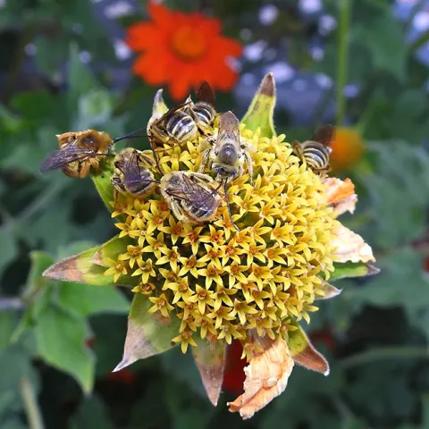 The Lucky Seven: seven male Melissodes agilis bees sleeping on a spent Mexican sunflower, Tithonia rotundifola, in a Vacaville pollinator garden. (Photo by Kathy Keatley Garvey)