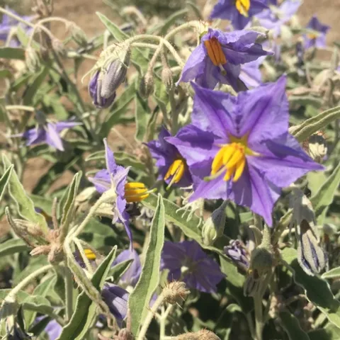 Silverleaf nightshade flowers