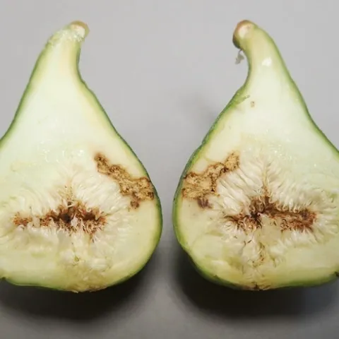 black fig fly damage