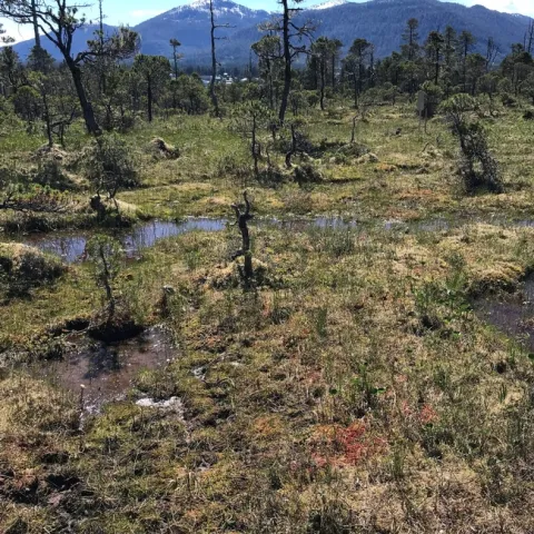 Muskeg (photos by Karen Metz)