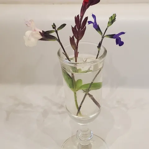 Enchanting Salvias - photo by Paula Pashby