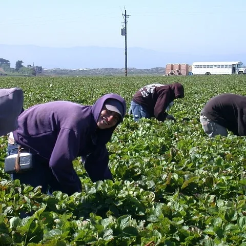 Farmworkers